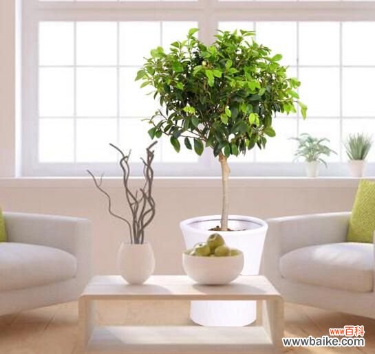 含笑花能养在室内吗？不能/散发香气影响健康