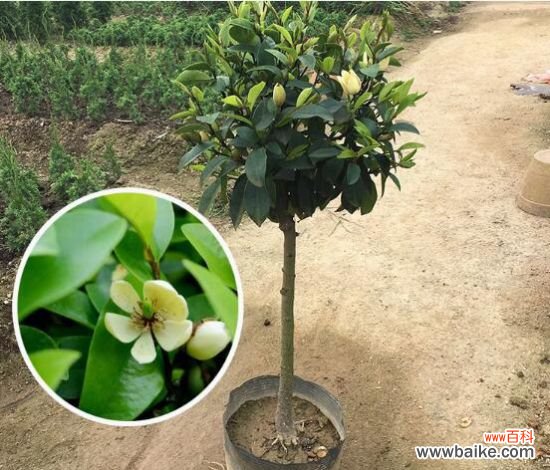 含笑花能养在室内吗？不能/散发香气影响健康