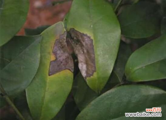 含笑花叶子枯萎怎么办?六种方法让它恢复生机