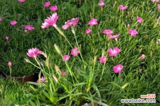 欧石竹的寿命多久?欧石竹能活1~2年左右