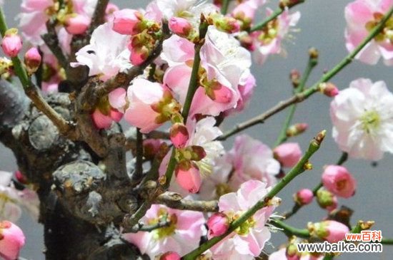 春夏秋冬各有什么代表性的花卉