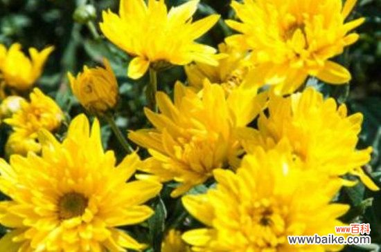 春夏秋冬各有什么代表性的花卉