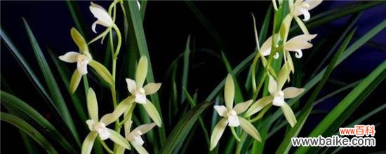 春夏秋冬各有什么代表性的花卉