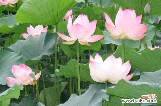 夏天室外适合种什么花