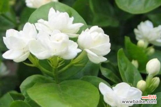 夏天室外适合种什么花