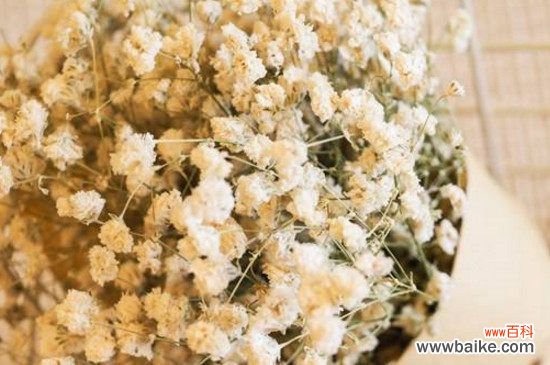 满天星是干花还是鲜花