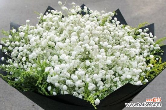 满天星是干花还是鲜花