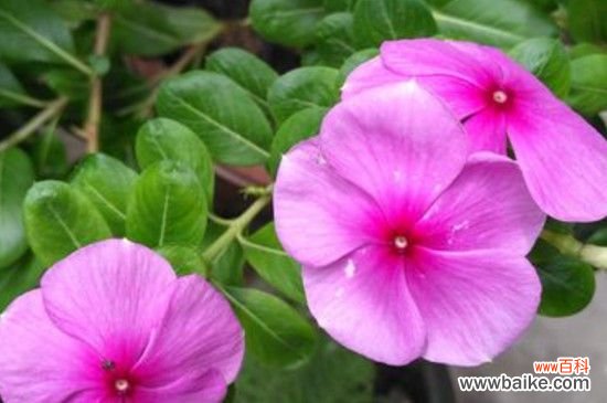 四季春花有毒吗