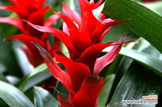 凤梨花怎么分株?凤梨花的分株方法步骤