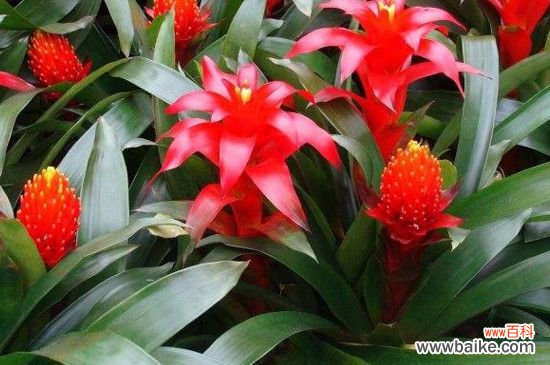 凤梨花怎么分株?凤梨花的分株方法步骤