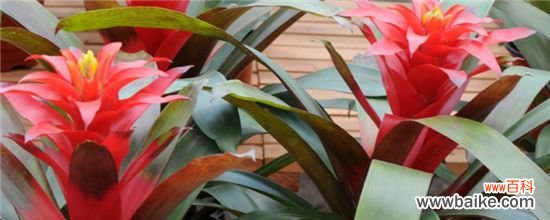 凤梨花怎么分株?凤梨花的分株方法步骤