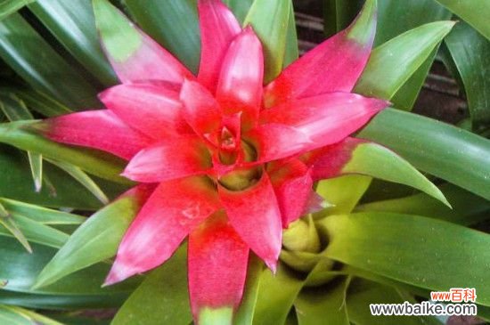 凤梨花怎么分株?凤梨花的分株方法步骤