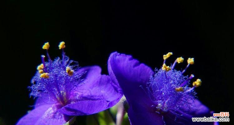 紫露草的花语是什么?如何用紫露草表达爱意?