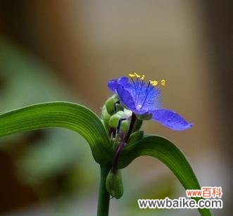 紫露草的花语是什么?如何用紫露草表达爱意?