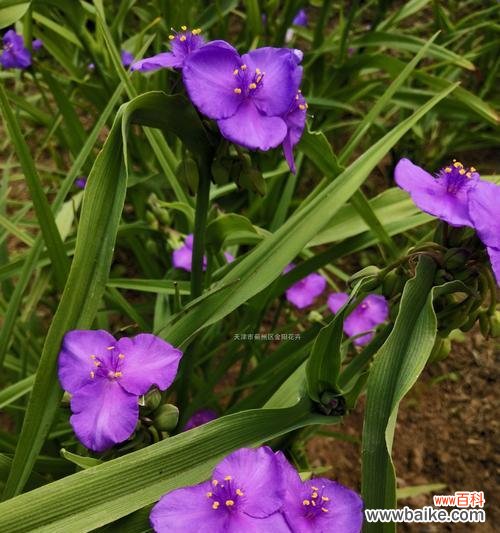 紫露草的花语是什么?如何用紫露草表达爱意?