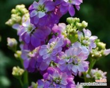 紫罗兰的花语是什么？它背后有哪些美丽传说？