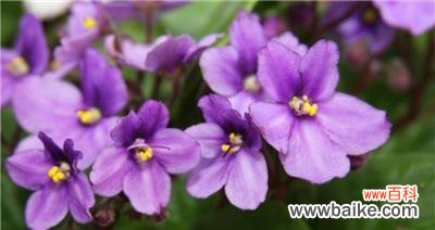 紫罗兰的花语是什么？如何用紫罗兰表达爱意？