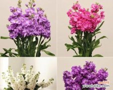 紫罗兰的花语有哪些含义？