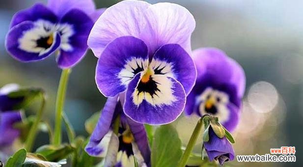 紫罗兰花语和寓意是什么?如何挑选寓意吉祥的紫罗兰?