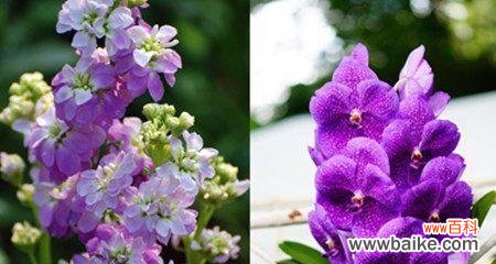 紫罗兰花语代表什么？紫罗兰象征意义有哪些？