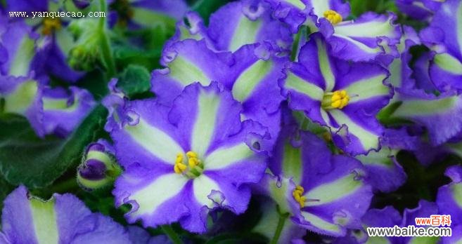 紫罗兰花语代表什么？紫罗兰象征意义有哪些？