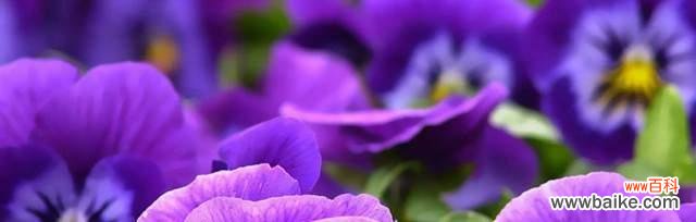 紫罗兰花语是什么？如何用紫罗兰表达爱意？