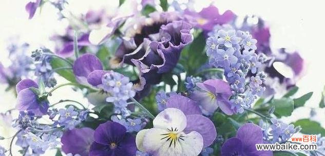 紫罗兰花语是什么?适合送给哪些人?