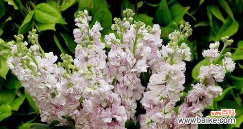 紫罗兰花语代表什么?如何理解紫罗兰的花语含义?