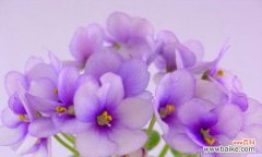 紫罗兰花语图片大全包含哪些含义？如何挑选合适的紫罗兰花图片？