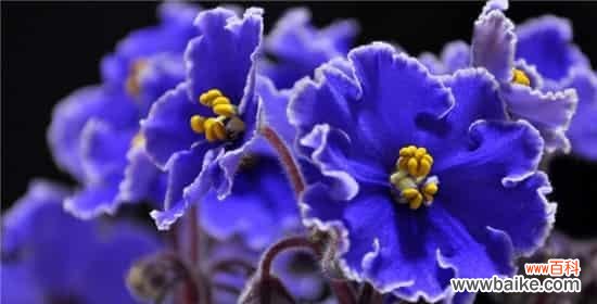 紫罗兰花语寓意是什么?如何正确解读紫罗兰的花语含义?