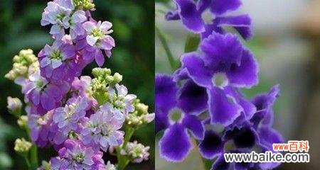 紫罗兰花语寓意是什么?如何正确解读紫罗兰的花语含义?