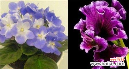 紫罗兰花语寓意是什么?如何正确解读紫罗兰的花语含义?