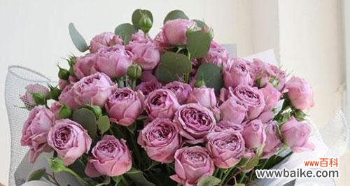 紫玫瑰的花语是什么？如何正确解读紫玫瑰的含义？