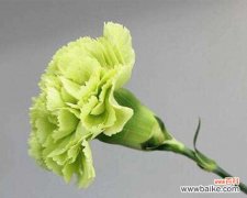 解读康乃馨花语及送花的意义 送闺蜜康乃馨花语代表什么