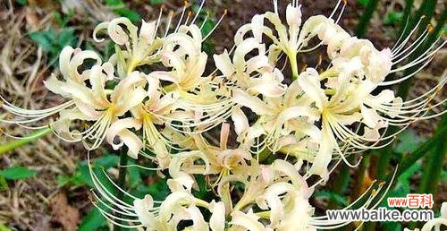 唤醒心灵的花朵之语 传说中的白色曼陀罗花语