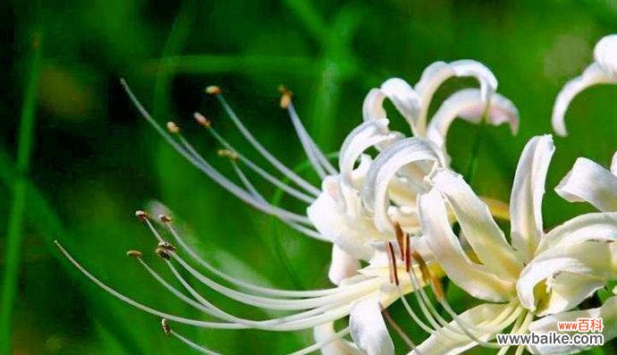 唤醒心灵的花朵之语 传说中的白色曼陀罗花语