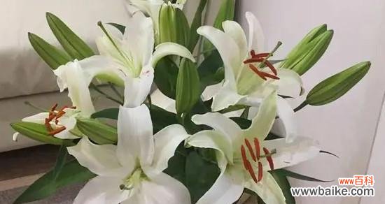 传递清新、纯洁、高尚的情感 白百合花语解析