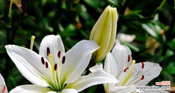 传递清新、纯洁、高尚的情感 白百合花语解析