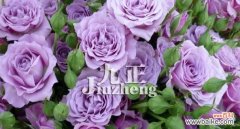 神秘而优雅的紫色花卉 探秘紫色玫瑰的花语与寓意