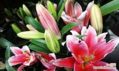 送花给亲人朋友的意义 百合花的寓意