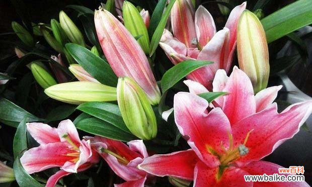 送花给亲人朋友的意义 百合花的寓意