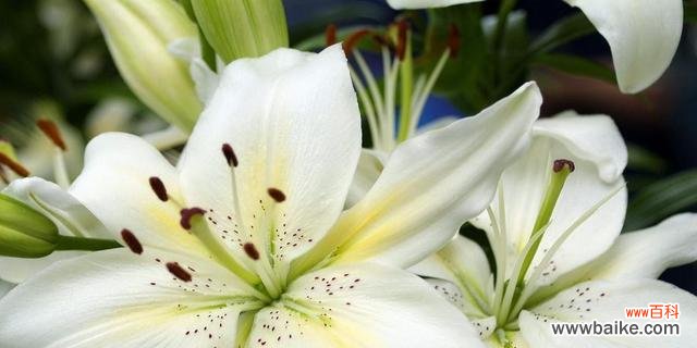 送花给亲人朋友的意义 百合花的寓意