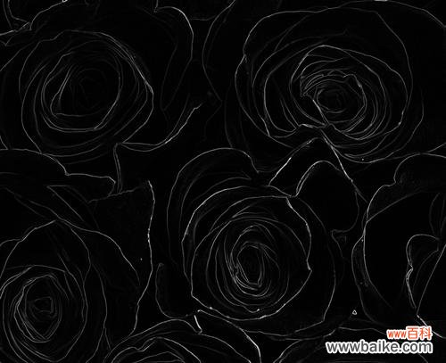 神秘、独特、沉默 黑色玫瑰的花语