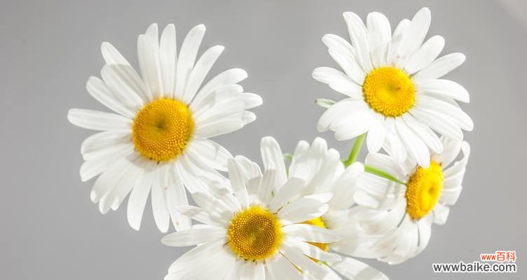 探寻菊花的文化内涵与精神底蕴 菊花的寓意及象征意义