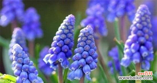 探寻黄色风信子所代表的含义与象征 黄色风信子的花语