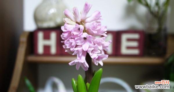 探寻黄色风信子所代表的含义与象征 黄色风信子的花语