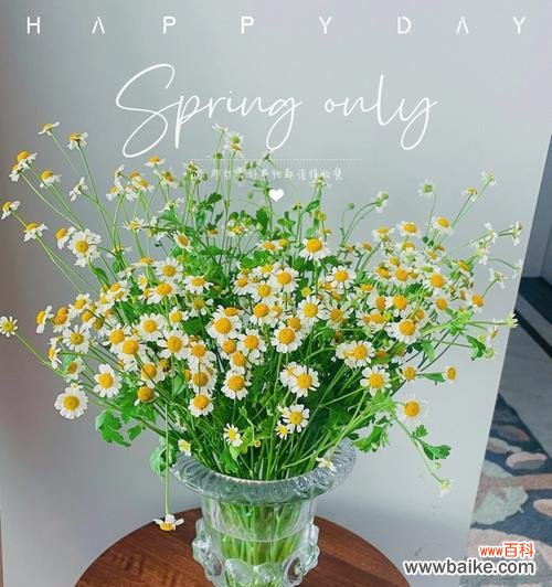 了解洋甘菊的8种含义 解析洋甘菊花语