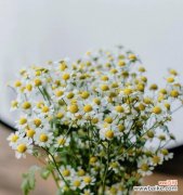 了解洋甘菊的8种含义 解析洋甘菊花语