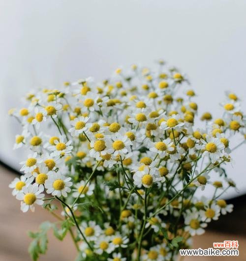 了解洋甘菊的8种含义 解析洋甘菊花语