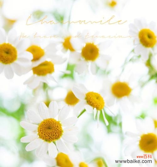 了解洋甘菊的8种含义 解析洋甘菊花语